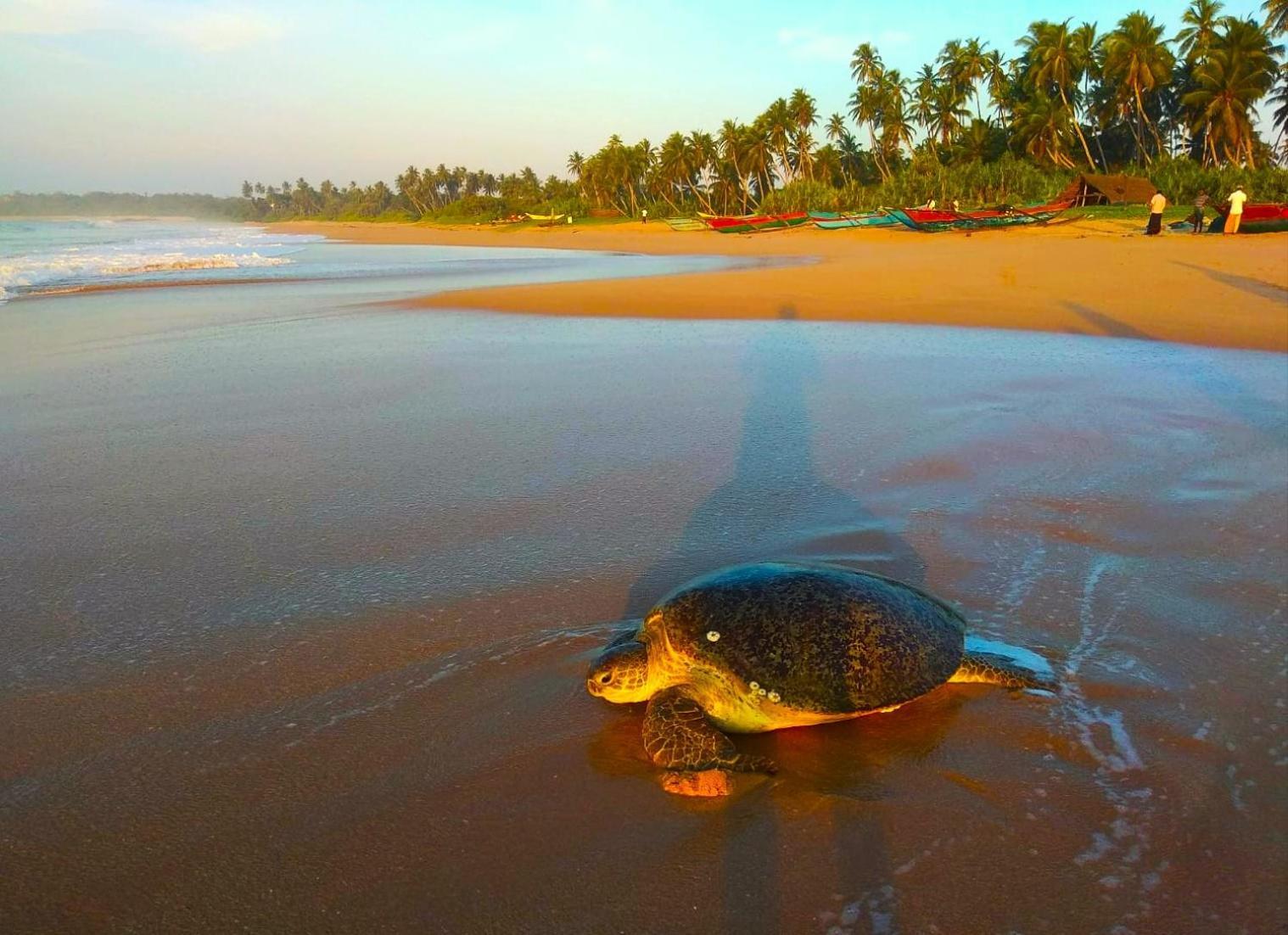 Sleeping Elephant Beach Resort Tangalle Exteriör bild
